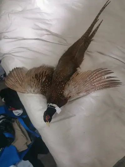 One ringneck pheasant in flying position, and two different grouse. All three for $400 or just shoot...