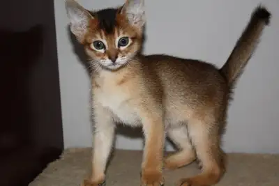 ABYSSINIAN KITTEN / CHATONS ABYSSIN, View more