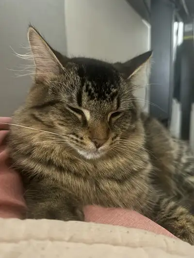 Purebred Siberian kitten, View more