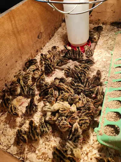 Coturnix Quail Chicks, View more