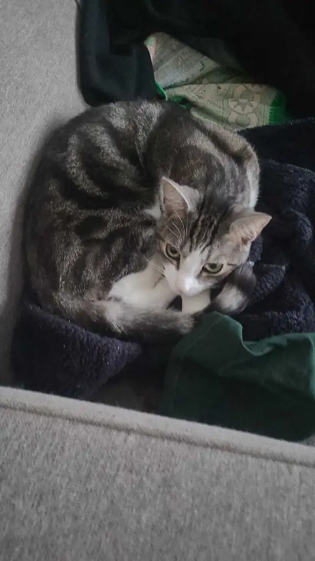 cats name female Momo male aapa