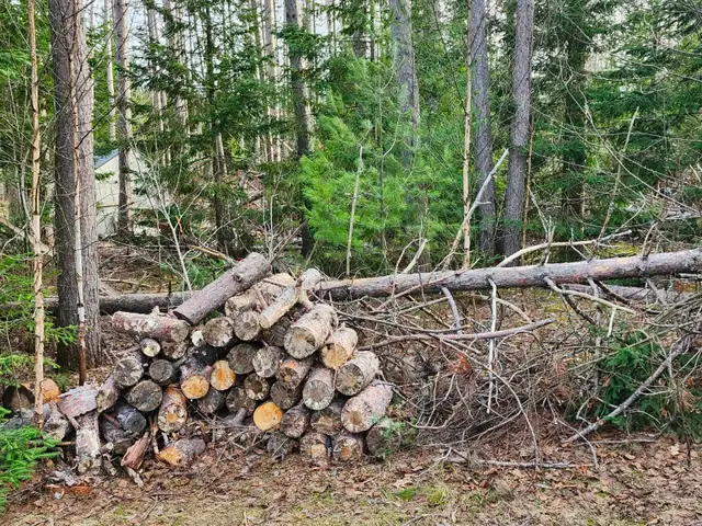 FREE Red Pine CampFire wood, & Brush — Variety of Sizes in Free Stuff in Muskoka - Image 9