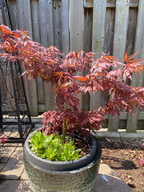 Tree -Japanese Maple (Bloodgood), Spruce, Bonsai, Garden, Plants in Plants, Fertilizer & Soil in Hamilton - Image 4