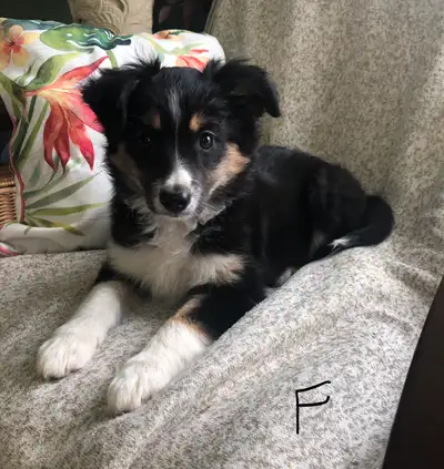 Miniature Australian Shepherd Pups, View more