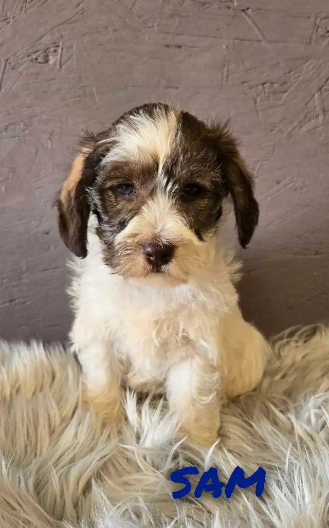 ADORADBLE SCHNOODLE PUPPIES in Dogs & Puppies for Rehoming in Edmonton - Image 2