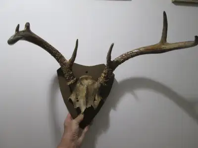 vintage Antlers, View more
