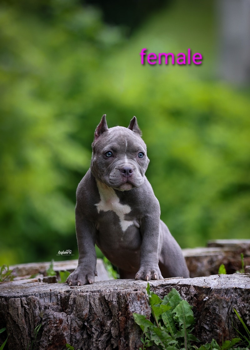 American mini bulldog for sale Dogs & Puppies for Rehoming