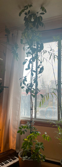 Plante "Umbrella" d'intérieur (très haute) avec pot