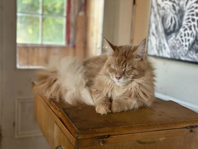 Maine Coon