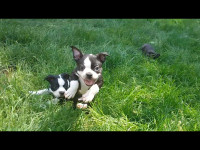 Summer Time Fun! Only 1 Boston Terrier Puppies Left