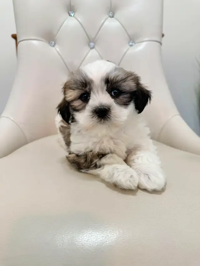 Malshi Puppies (Shih Tzu/Maltese) in Dogs & Puppies for Rehoming in City of Toronto - Image 10