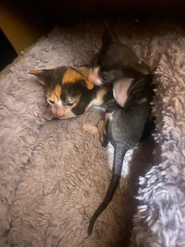 Cornish Rex Kittens in Cats & Kittens for Rehoming in Cape Breton - Image 9