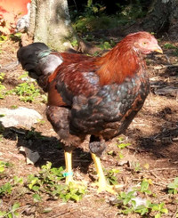 Chicken meat from free-range heritage breeds chickens