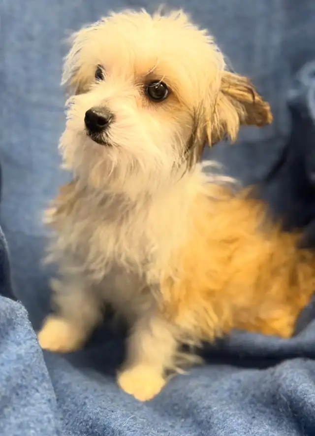 Yorkie poodle puppies in Dogs & Puppies for Rehoming in Calgary - Image 3