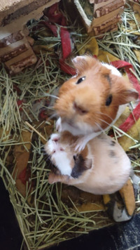  Guinea pigs for Free
