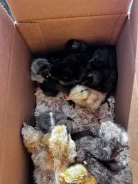 Chicks ** 