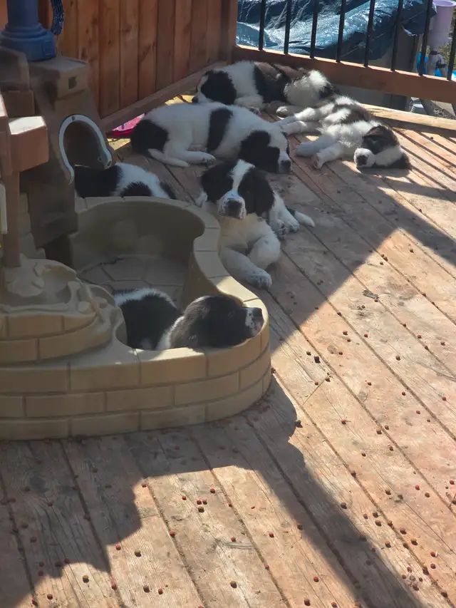Chiot Terre-Neuve / Saint-Bernard - Vacciné / Vermifugé / Microp in Dogs & Puppies for Rehoming in Drummondville - Image 5