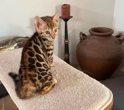 top race TICA registered vaccinated BENGAL kittens, View more
