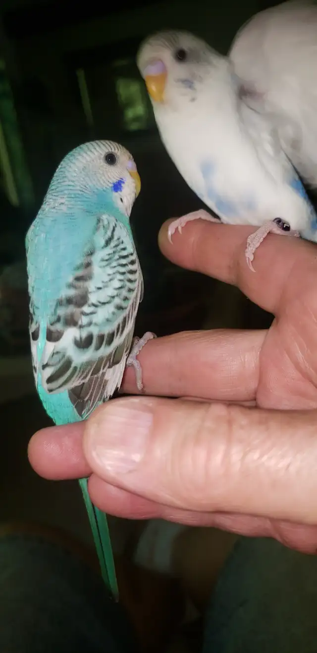 Hand tamed BABY BUDGIES.  Ready  for  loving homes. Come hold me in Birds for Rehoming in Tricities/Pitt/Maple - Image 3