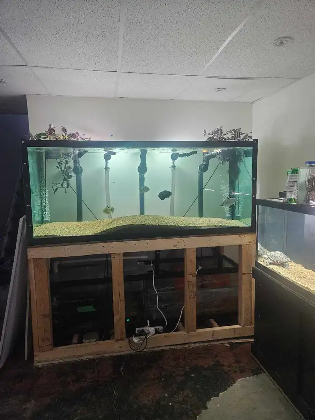 220 Gallon Tank | Fish for Rehoming | Regina | Free local classifieds ...