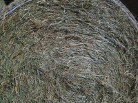 Horse Hay For Sale