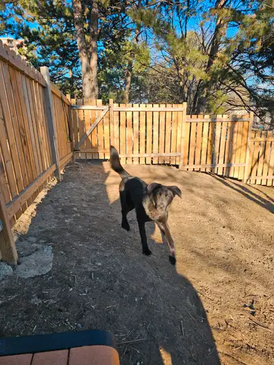 Black lab mix, View more