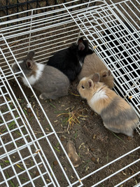4 bunnies