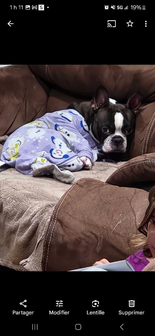 Boston terrier femelle adulte dans Chiens et chiots à adopter  à Laval/Rive Nord - Image 4