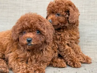 Red Toy Poodles , View more