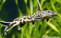 2 leopard catfish
