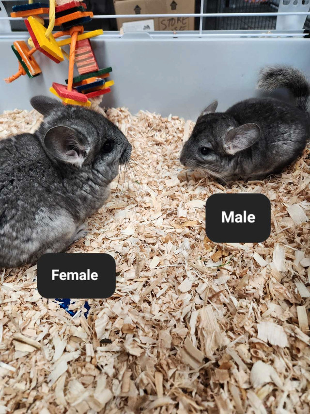 Baby Chinchillas  in Small Animals for Rehoming in Barrie