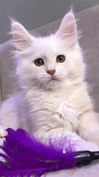 Snow white maine coon male kitten in Cats & Kittens for Rehoming in Abbotsford