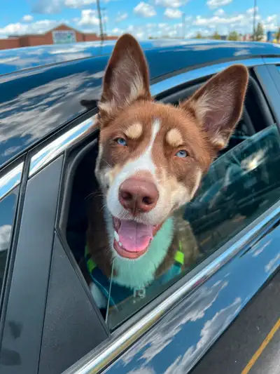 Coors is a 2-year-old Husky-Rottweiler mix with a gentle, timid, and affectionate nature. He suffers...