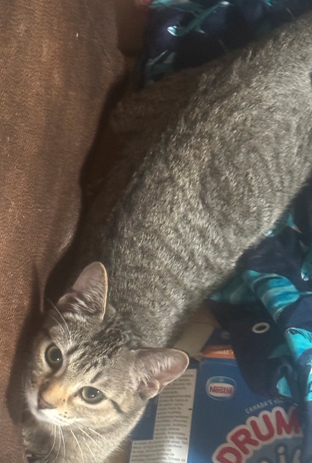 Bébé chat dans Chats et chatons à adopter  à Lanaudière - Image 3
