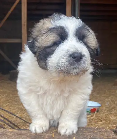*URGENT—MOVING* ONLY 1 PUPPY left & family pets need homes, View more