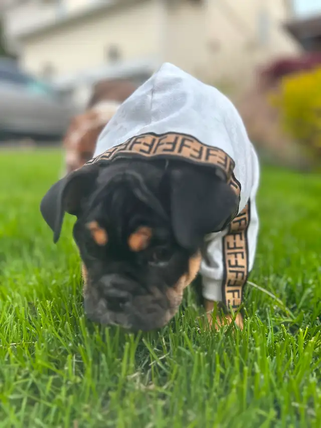 Beautiful micro English bulldog in Dogs & Puppies for Rehoming in Mississauga / Peel Region - Image 4