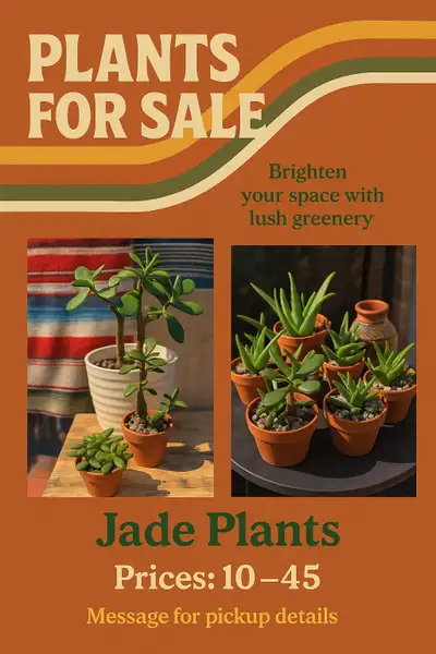 LARGE INDOOR PLANT Sale, Jade and Aloe Vera Plants FROM $15, View more