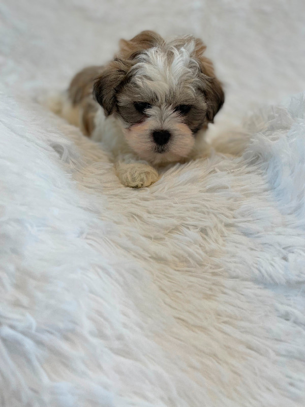 Shih Tzu puppies in Dogs & Puppies for Rehoming in City of Toronto - Image 4