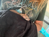 Rats femelles 10 mois