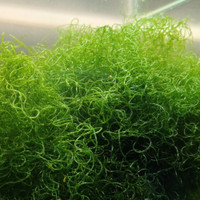 Chaeto algae for reef aquarium sump