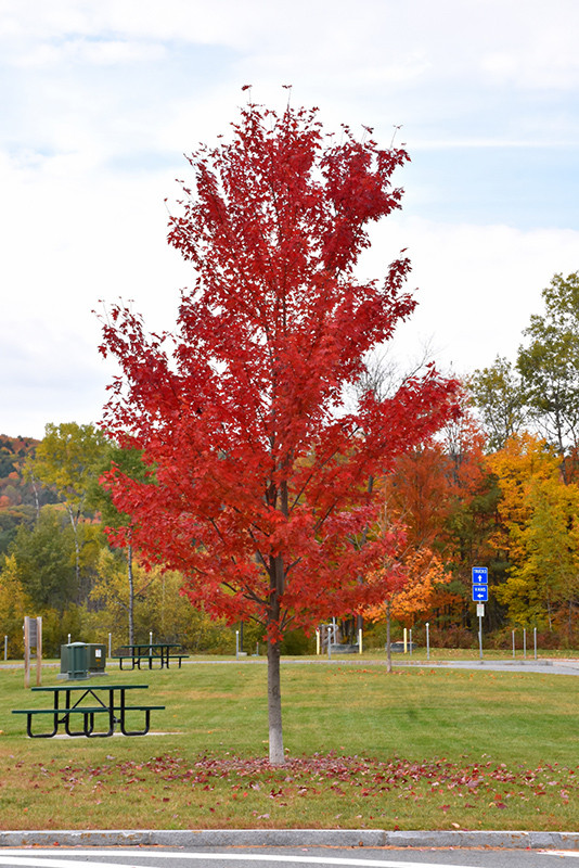 Trees and Hedging For Sale REASONABLE PRICES! in Plants, Fertilizer & Soil in Woodstock - Image 3