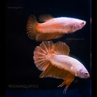 Yellow Dragon Betta Fish Male and Female / Pair