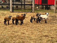 Lambs for sale