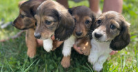 Adorable Longhaired Dachshund Puppies  ***4 boys left****