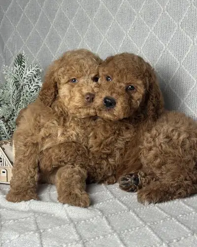 Mini Goldendoodle Puppies, View more