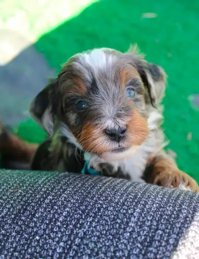 Mini Aussiedoodle, Mini Bernedoodle, View more