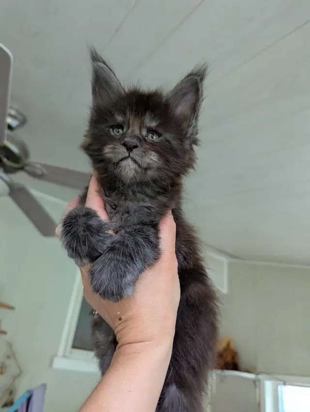Maine Coon pur race Black Smoke  in Cats & Kittens for Rehoming in Granby - Image 3