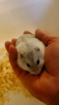 hamsters for sale london