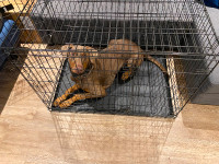 Large Dog Crate - Grande Cage à Chien
