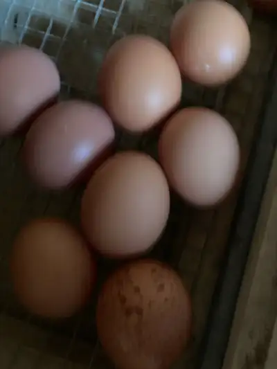 Fresh Brown Eggs, View more